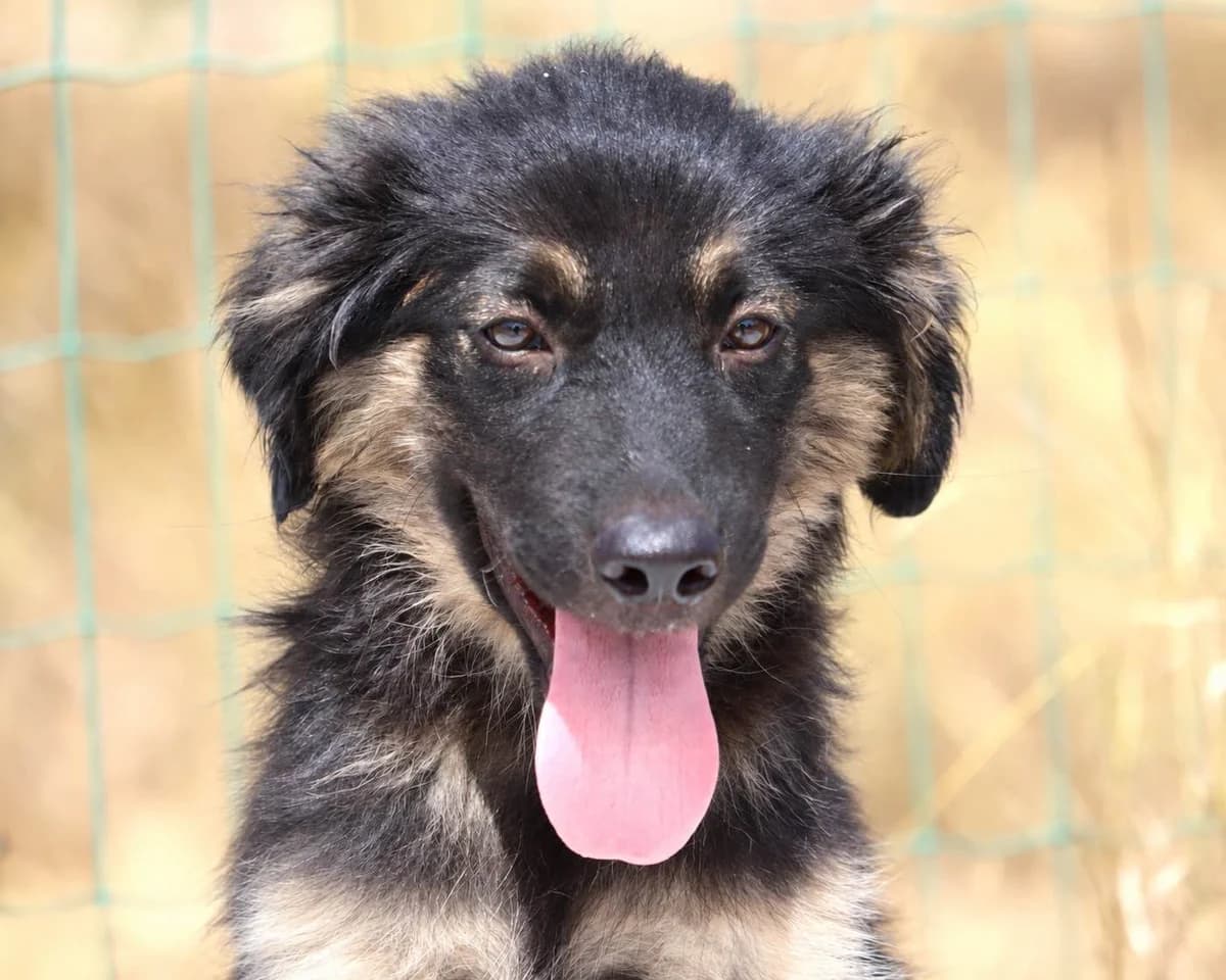 Dartagnan, male mixed breed for adoption at Bianca APS