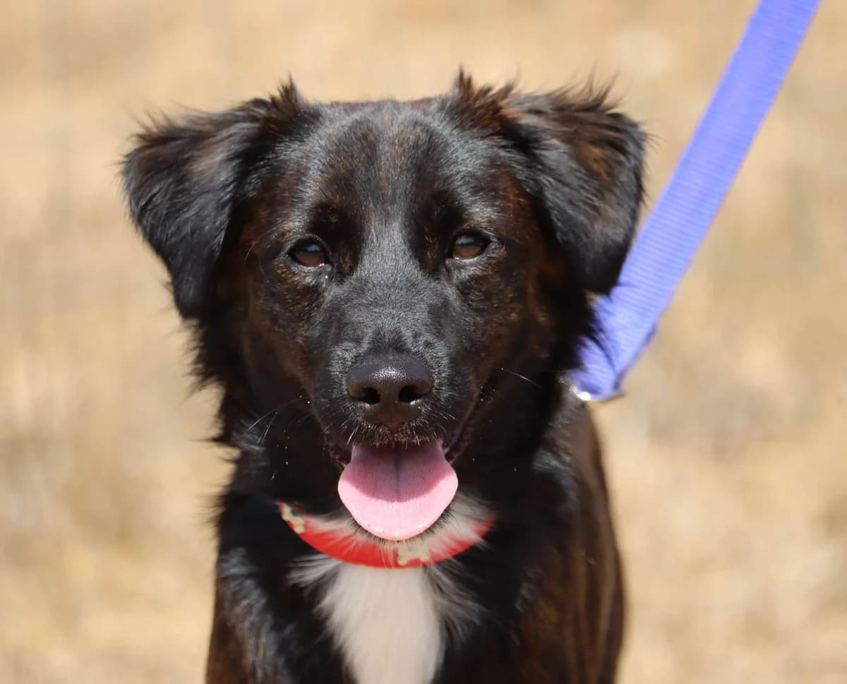 Zimbro, male puppy mixed breed for adoption at Bianca APS