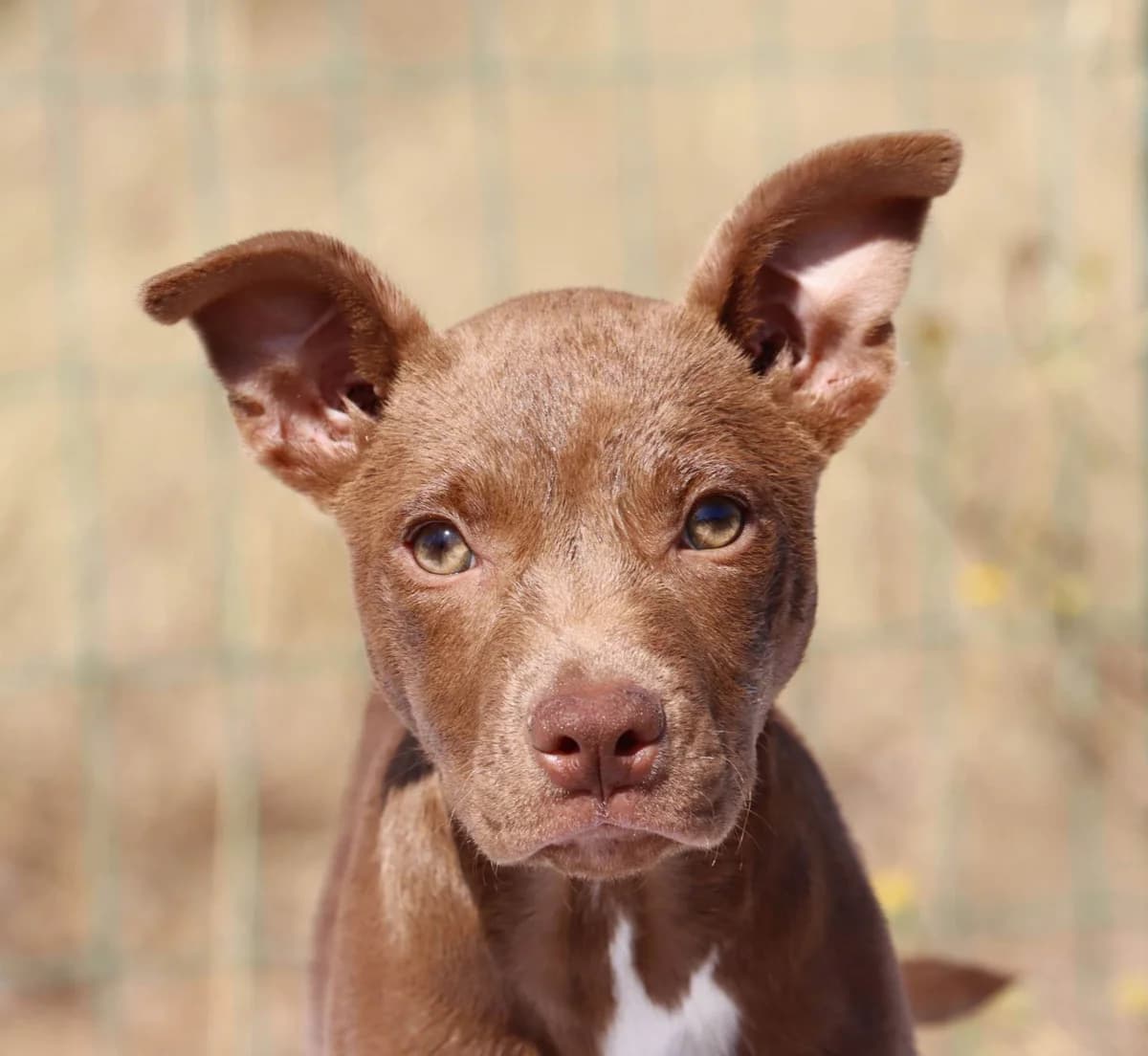 Mila, female mixed breed for adoption at Bianca APS