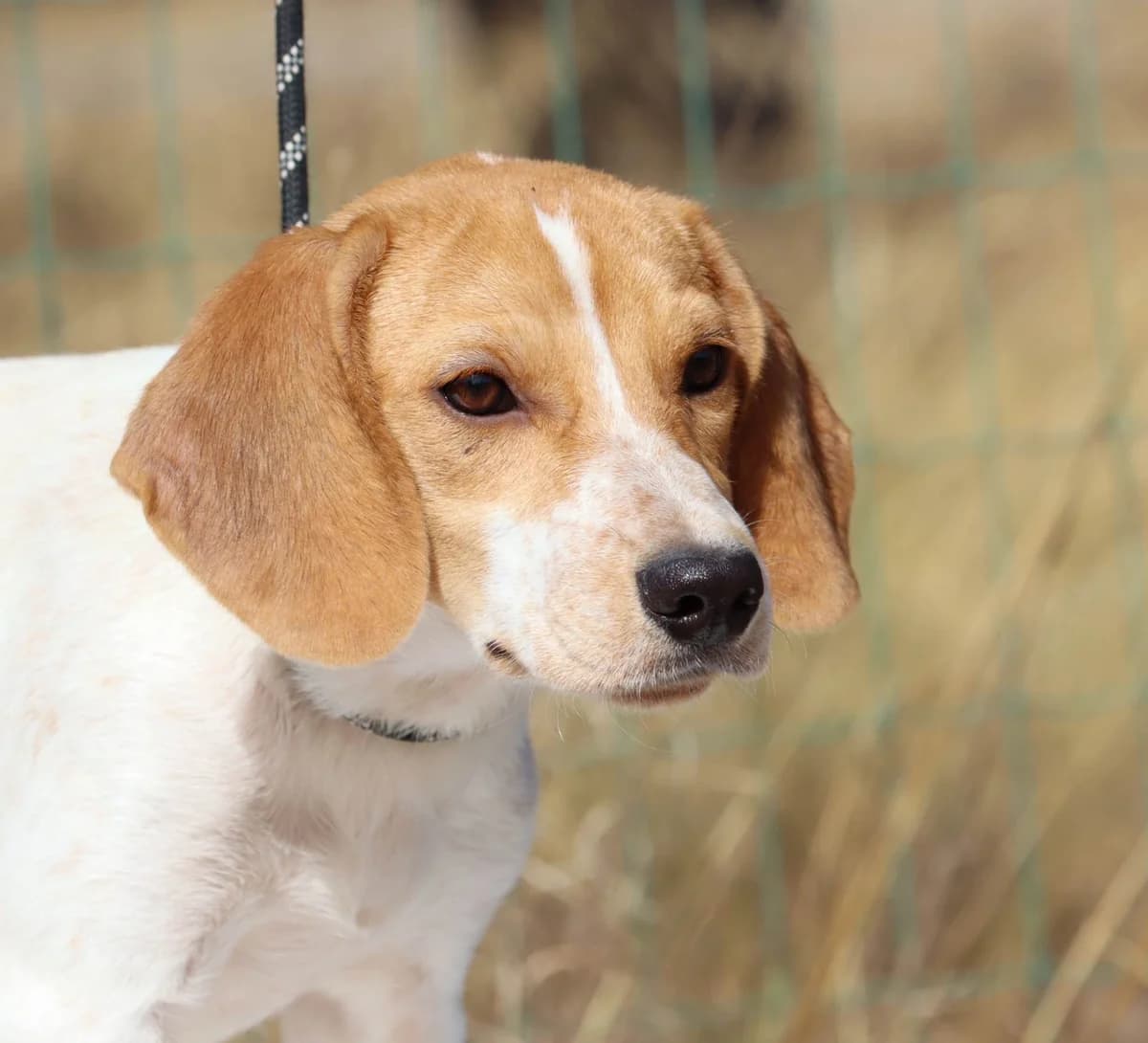 Uva, female Beagle for adoption at Bianca APS
