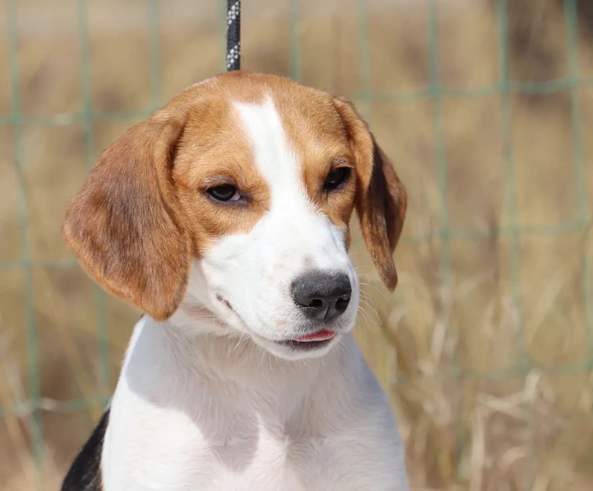 Parra, female Beagle for adoption at Bianca APS