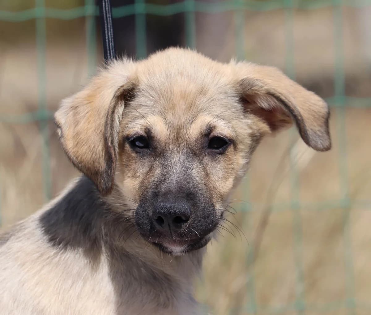 Therus, male mixed breed for adoption at Bianca APS