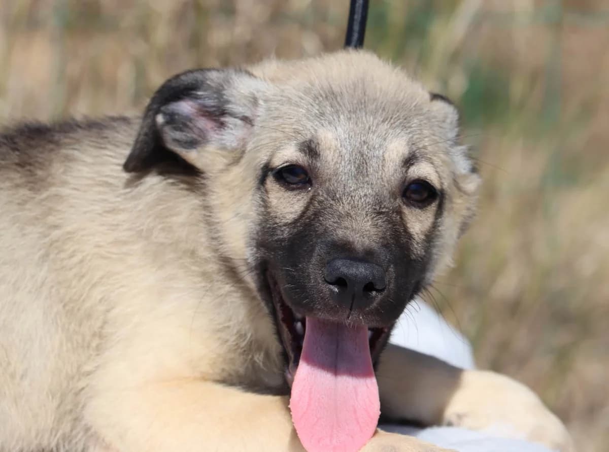 Tátá, female mixed breed for adoption at Bianca APS