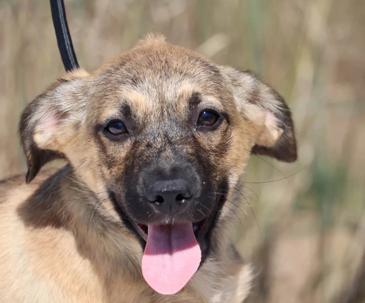 Tina, female mixed breed for adoption at Bianca APS