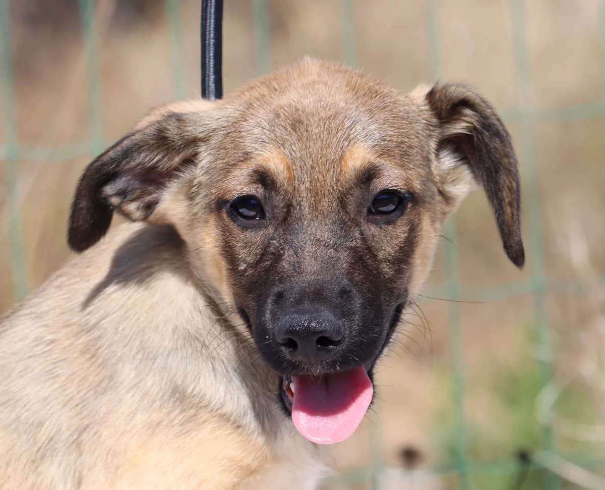Tekas, female mixed breed for adoption at Bianca APS