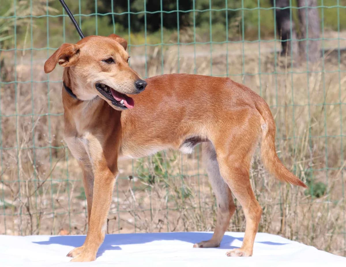 Segredo, male mixed breed for adoption at Bianca APS