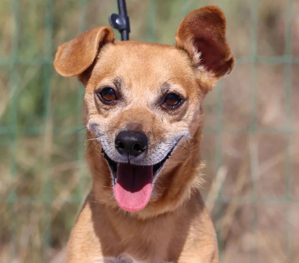 Tejo, male mixed breed for adoption at Bianca APS