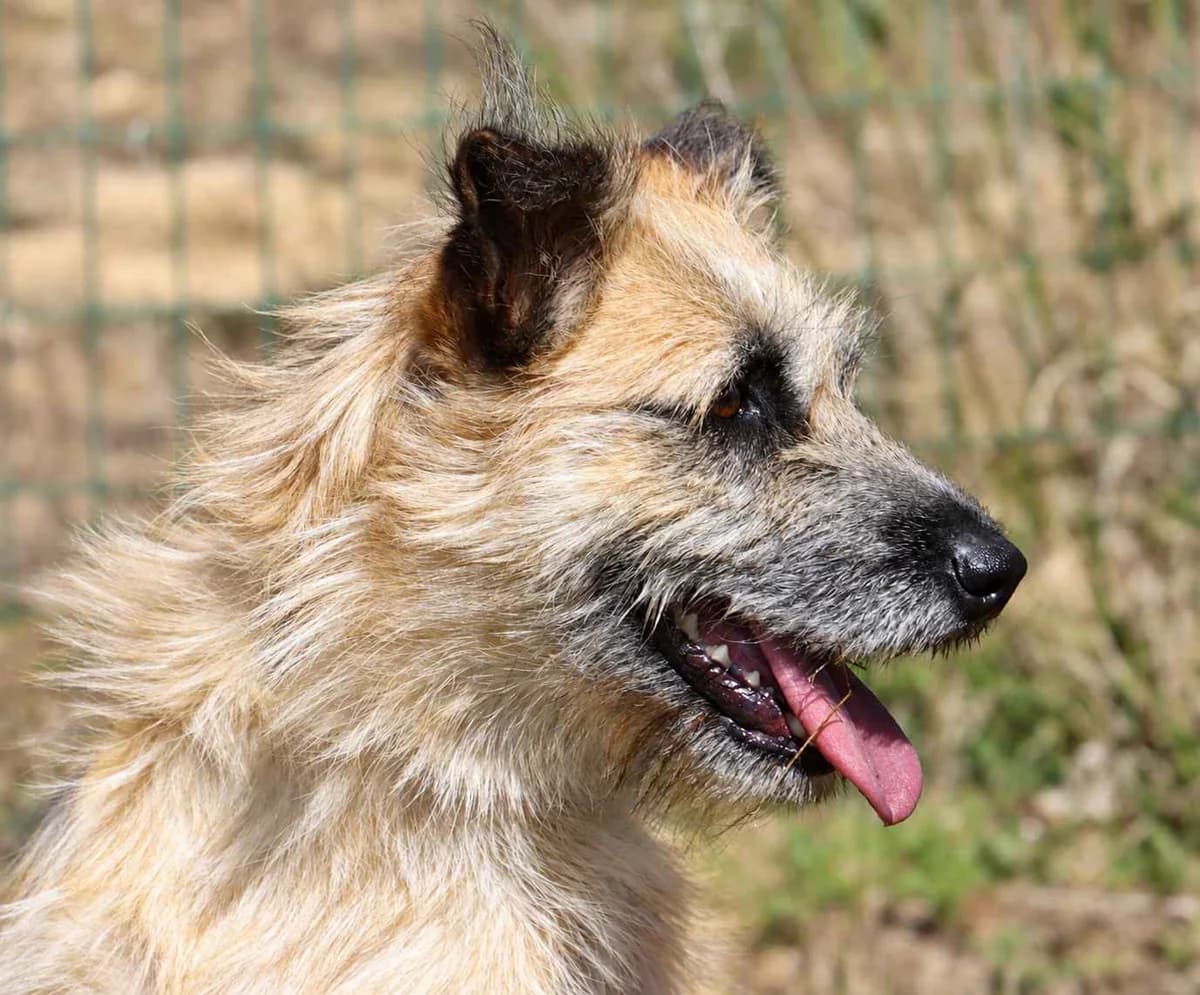 Prince, male mixed breed for adoption at Bianca APS