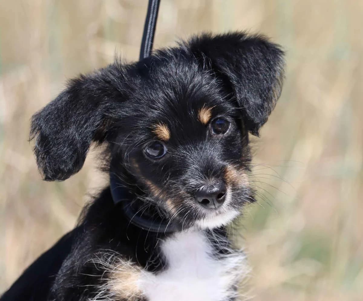 Caju, male mixed breed for adoption at Bianca APS