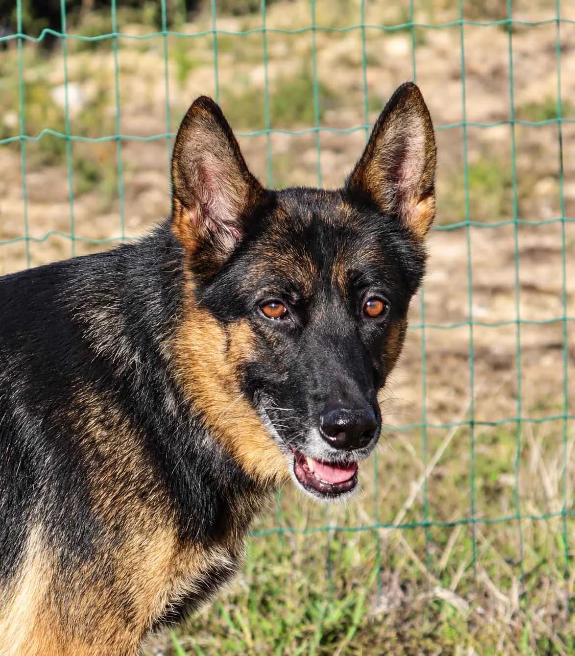 Kira, female mixed breed for adoption at Bianca APS