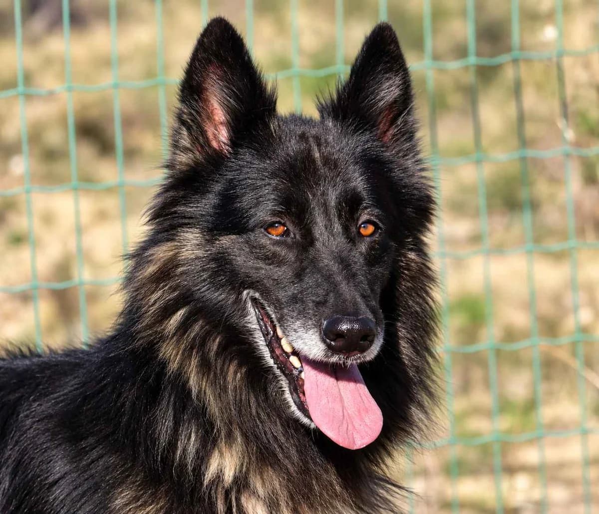 Blade, male mixed breed for adoption at Bianca APS