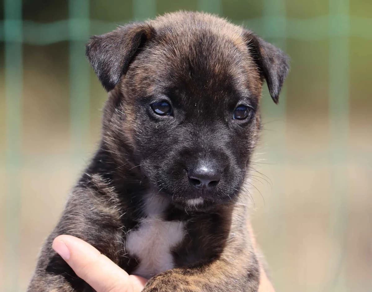 Cryssie, female puppy mixed breed for adoption at Bianca APS