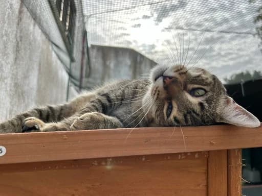 Bruno, male Mixed Breed for adoption at Cadela Carlota