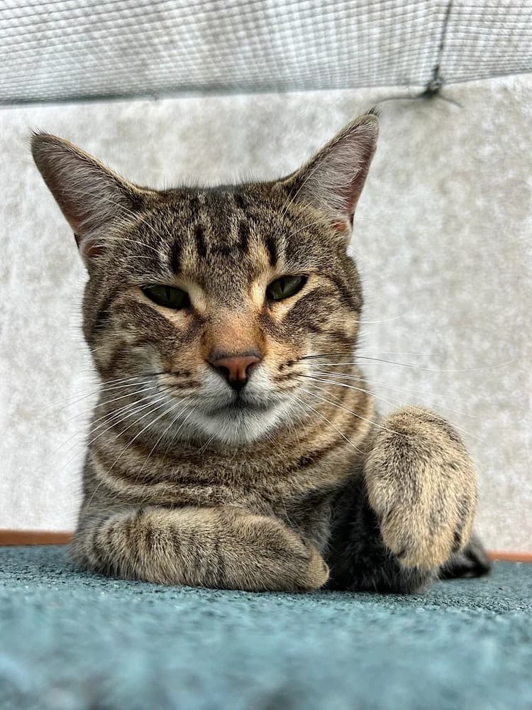 Bruno, male Mixed Breed for adoption at Cadela Carlota, Cadela Carlota photo 2