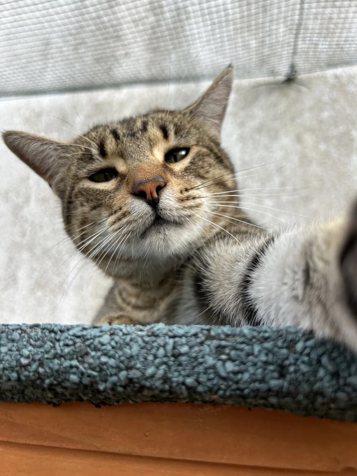 Bruno, male Mixed Breed for adoption at Cadela Carlota, Cadela Carlota photo 3