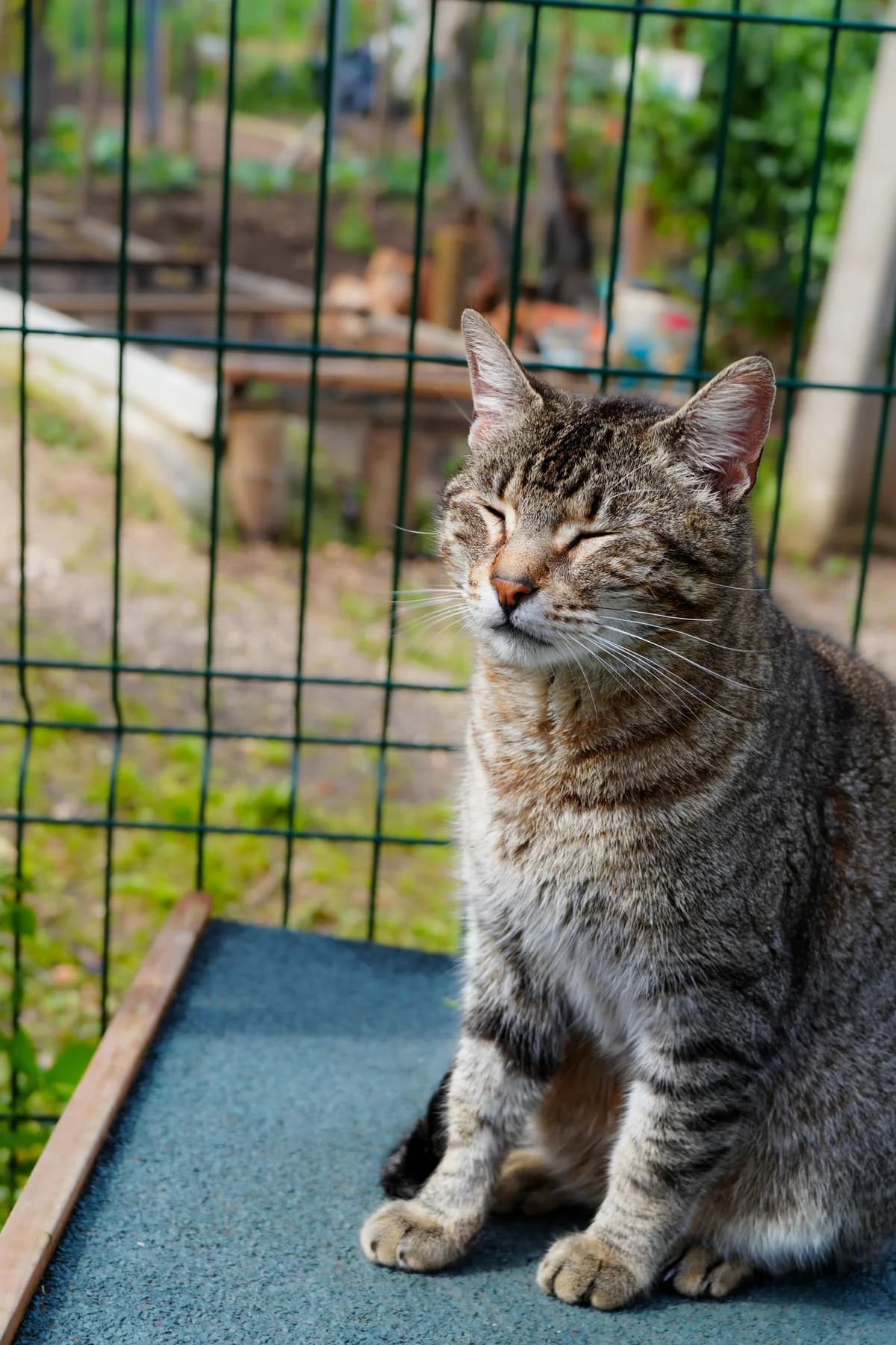 Bruno, male Mixed Breed for adoption at Cadela Carlota, Cadela Carlota photo 4