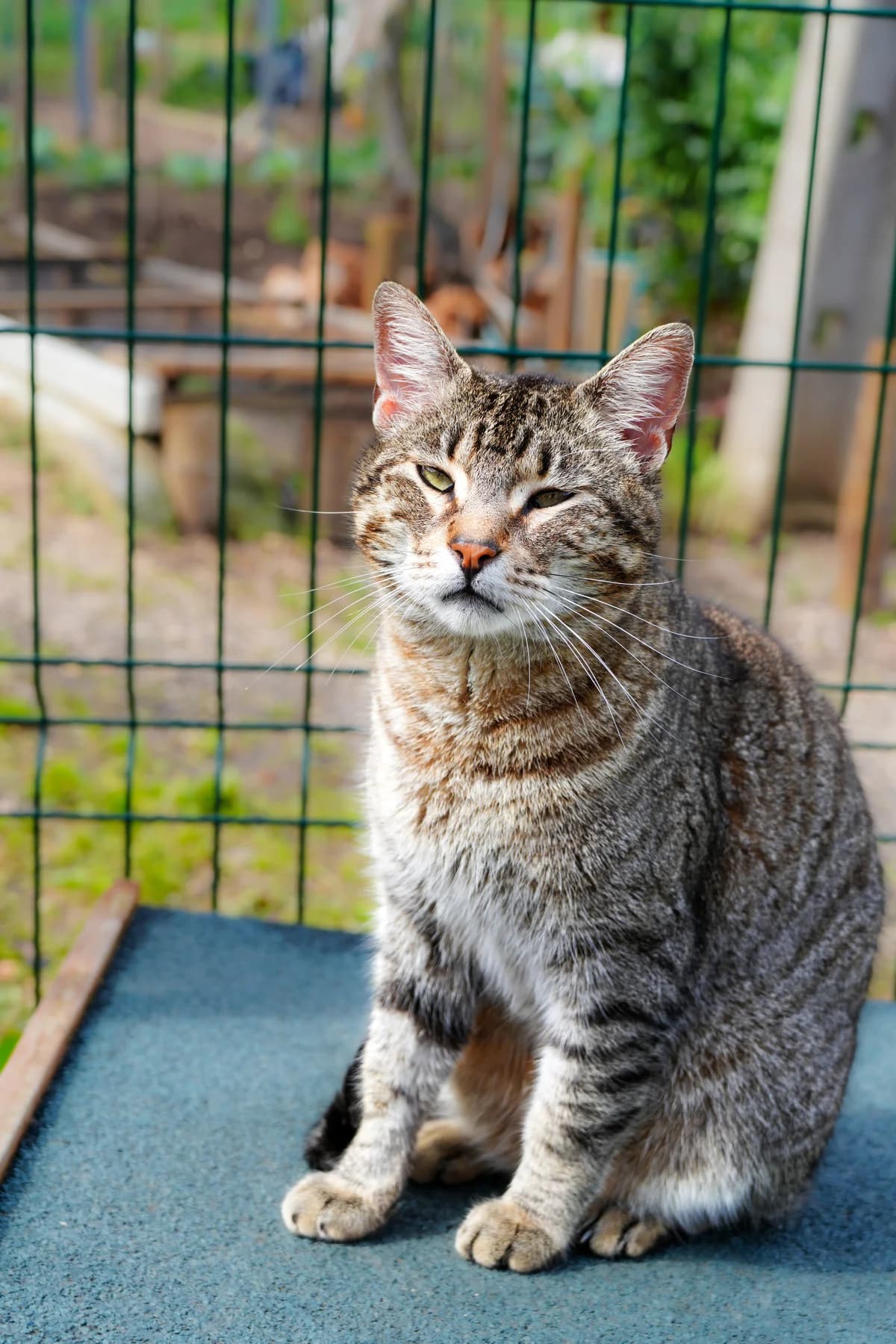 Bruno, male Mixed Breed for adoption at Cadela Carlota, Cadela Carlota photo 5