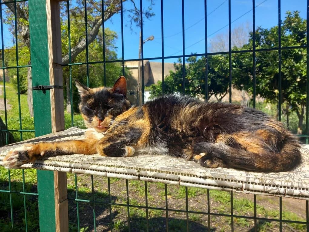 Chiara, female senior Mixed Breed for adoption at Cadela Carlota, Cadela Carlota
