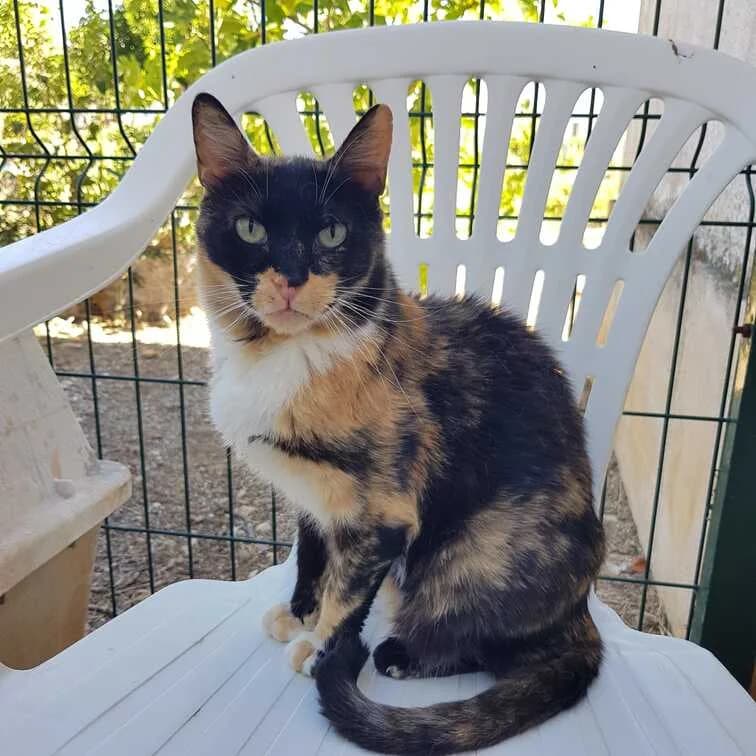 Chiara, female Mixed Breed for adoption at Cadela Carlota, Cadela Carlota photo 2