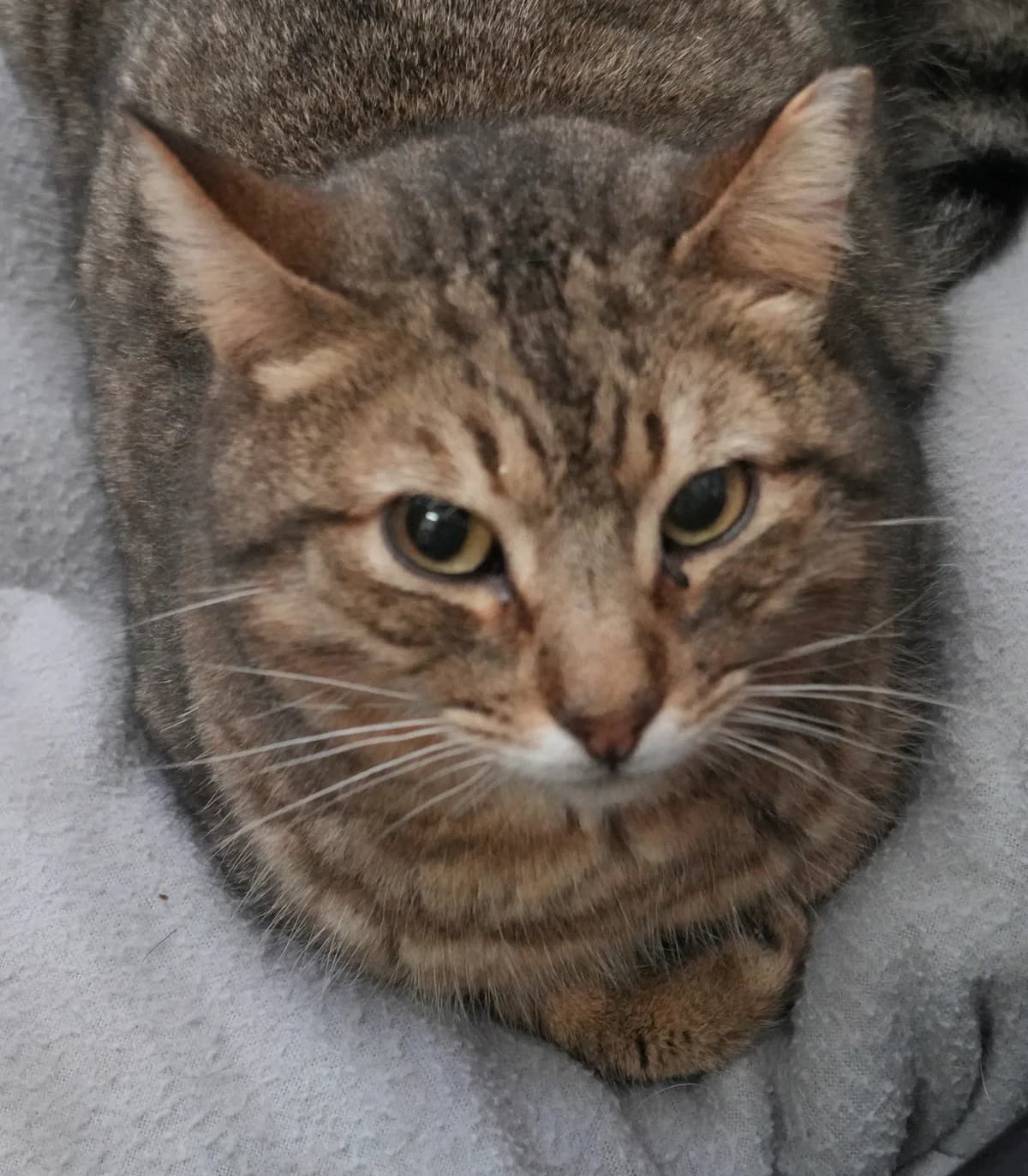 Dom Joe, male Mixed Breed for adoption at Cadela Carlota