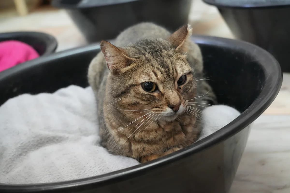 Dom Joe, male Mixed Breed for adoption at Cadela Carlota, Cadela Carlota photo 2