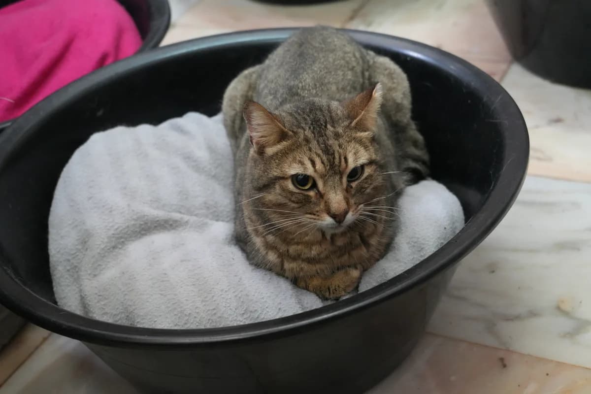 Dom Joe, male Mixed Breed for adoption at Cadela Carlota, Cadela Carlota photo 3