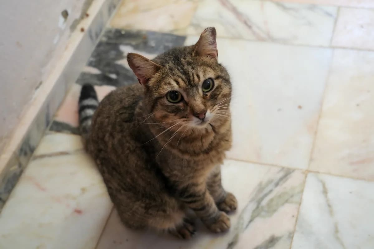 Dom Joe, male Mixed Breed for adoption at Cadela Carlota, Cadela Carlota photo 4