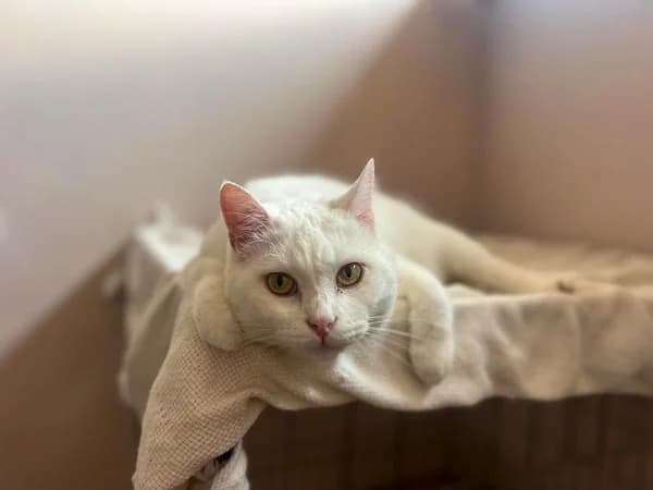 Fiorde, male Mixed Breed for adoption at Cadela Carlota