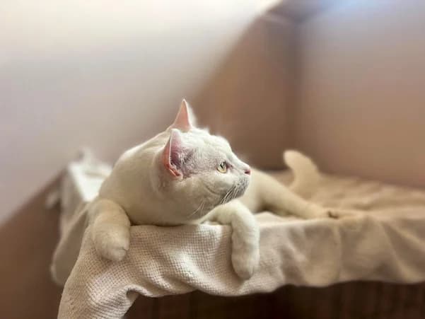 Fiorde, male Mixed Breed for adoption at Cadela Carlota, Cadela Carlota photo 2