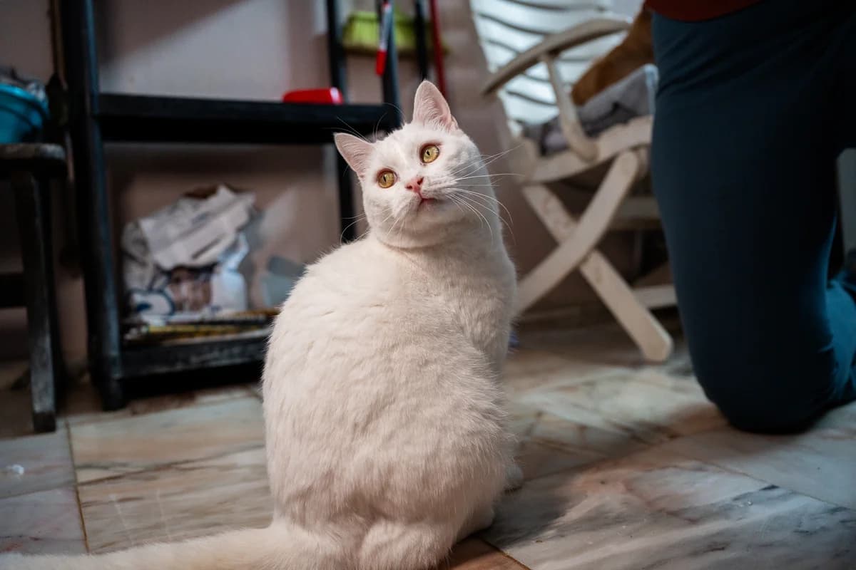 Fiorde, male Mixed Breed for adoption at Cadela Carlota, Cadela Carlota photo 3