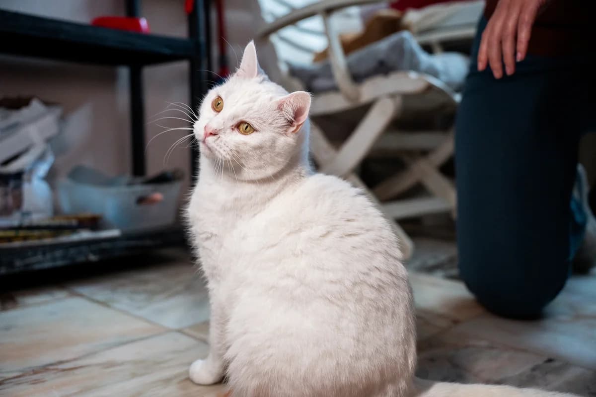 Fiorde, male Mixed Breed for adoption at Cadela Carlota, Cadela Carlota photo 4