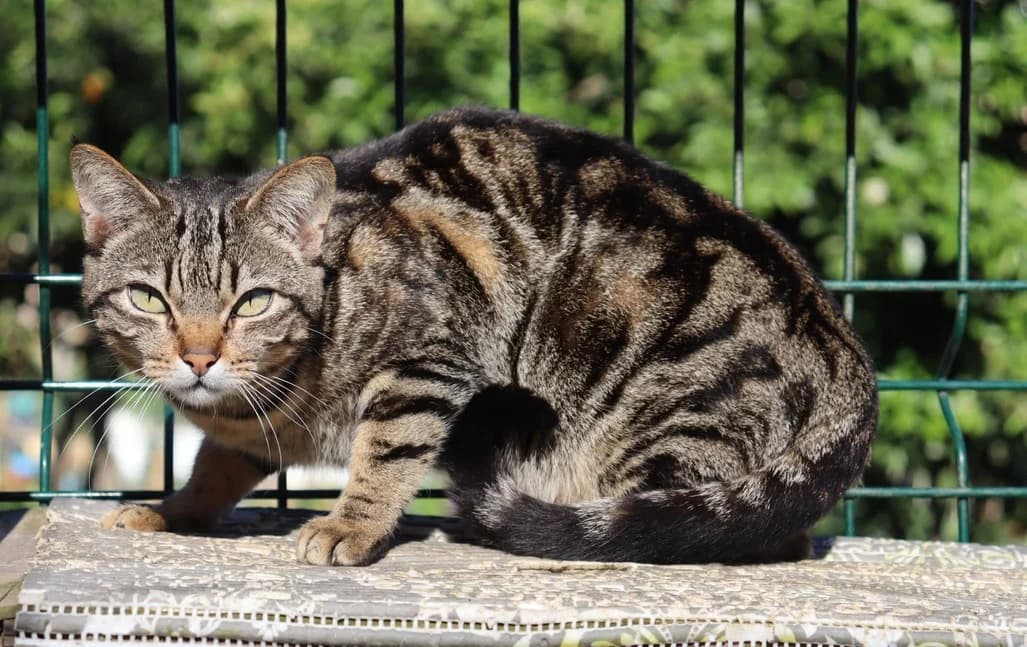 Kitty, female 3yo Mixed Breed for adoption at Cadela Carlota, Cadela Carlota