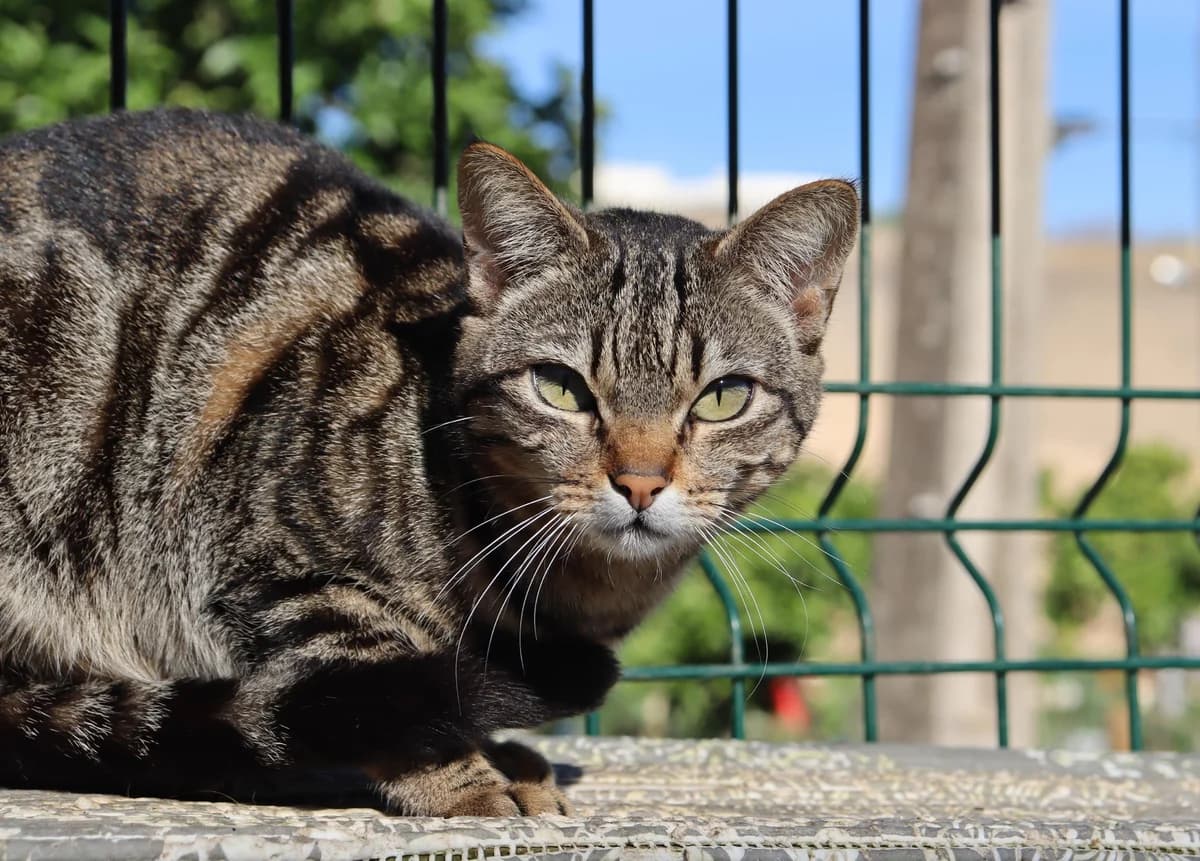 Kitty, female Mixed Breed for adoption at Cadela Carlota, Cadela Carlota photo 2