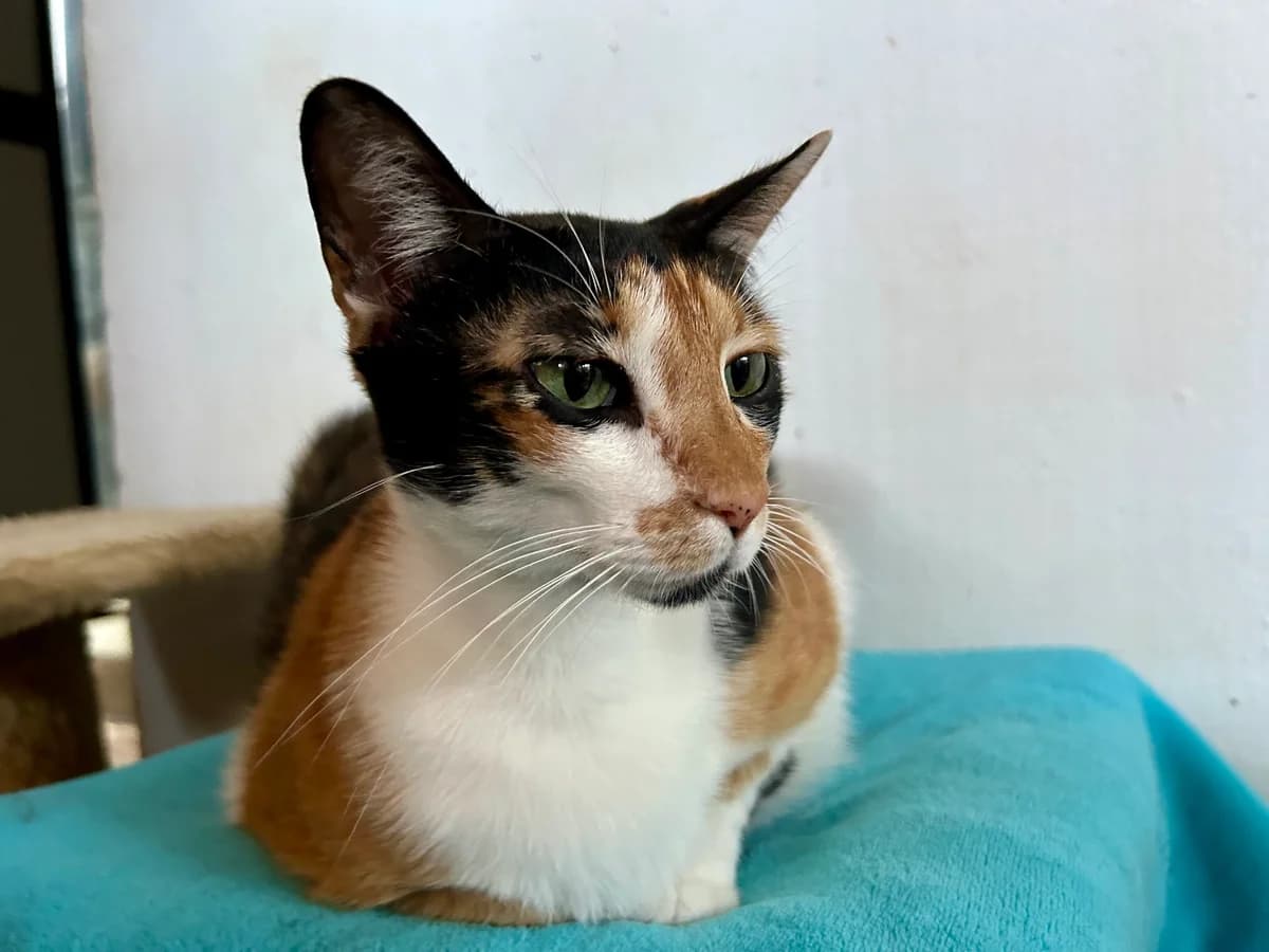 Nikita, female Mixed Breed for adoption at Cadela Carlota, Cadela Carlota photo 2