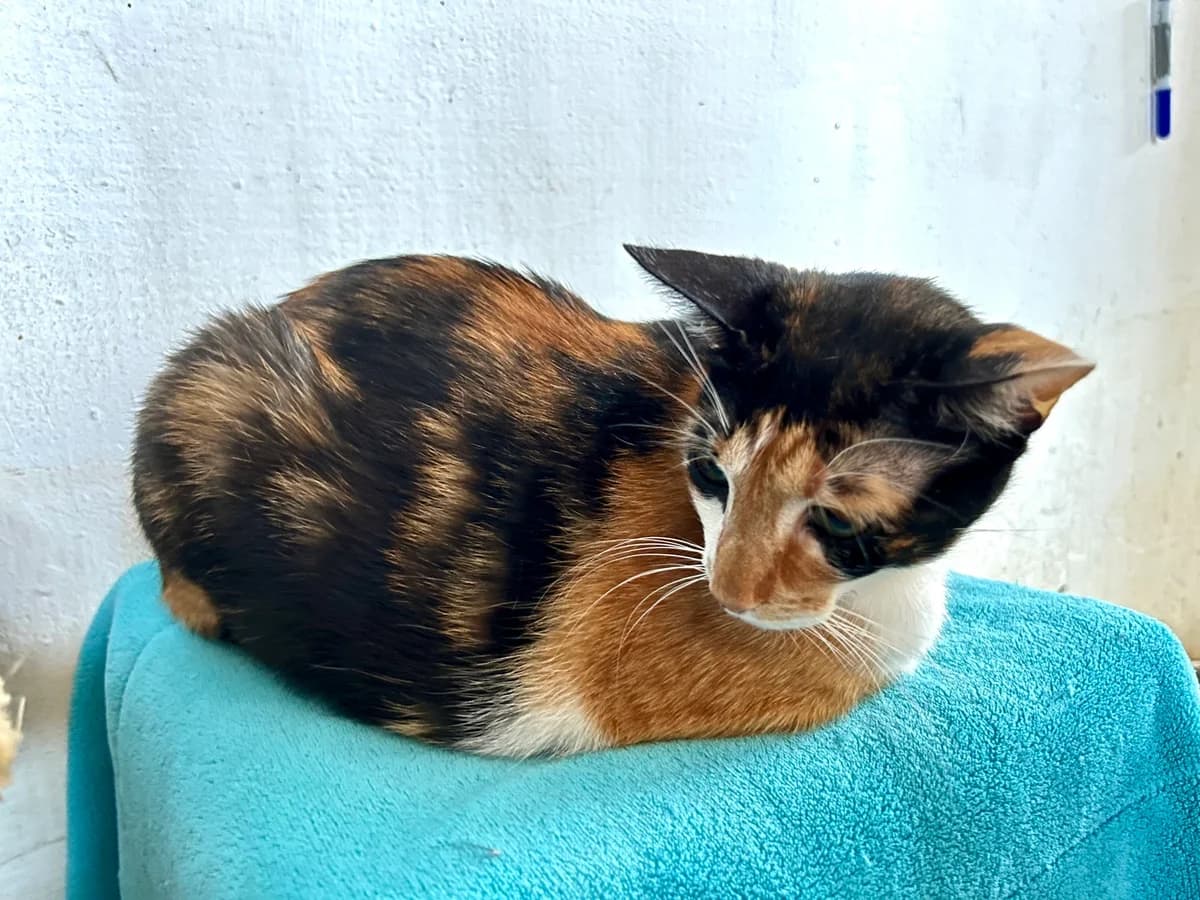 Nikita, female Mixed Breed for adoption at Cadela Carlota, Cadela Carlota photo 3