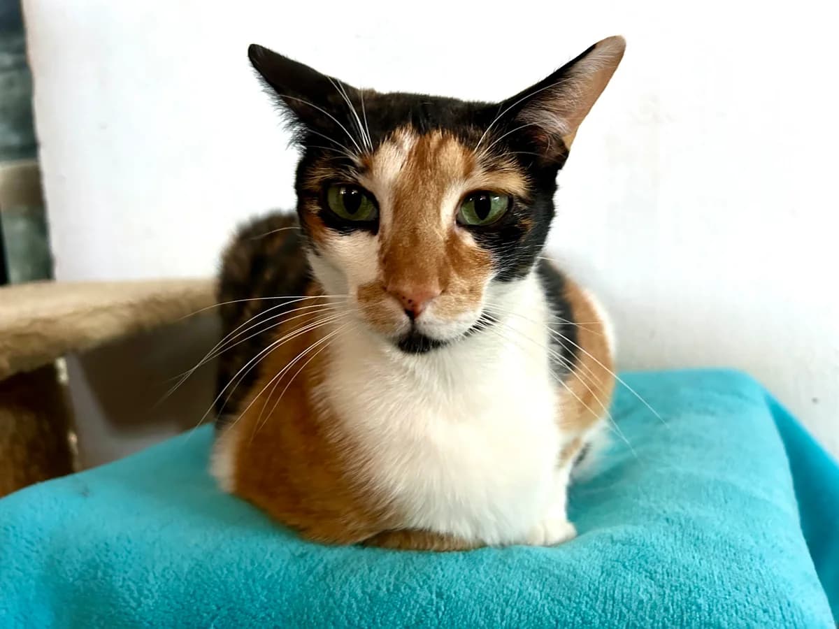 Nikita, female Mixed Breed for adoption at Cadela Carlota, Cadela Carlota photo 4