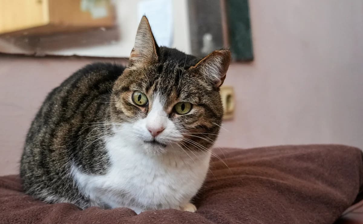 Nina, female Mixed Breed for adoption at Cadela Carlota