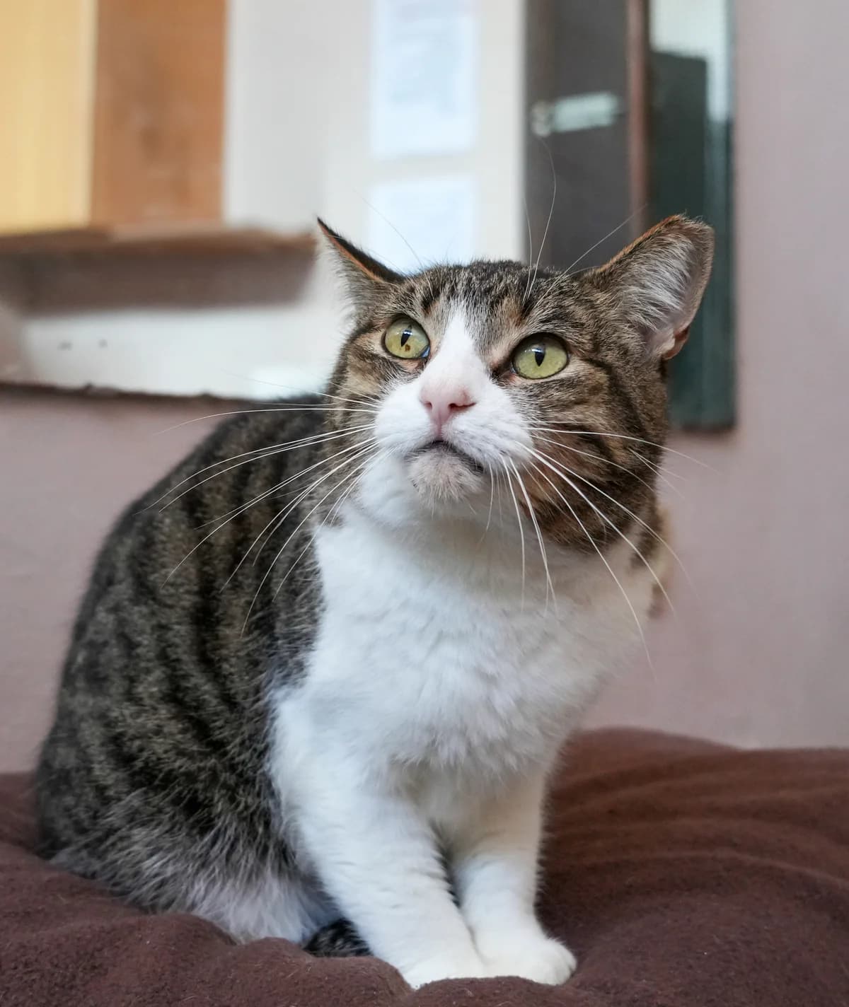 Nina, female Mixed Breed for adoption at Cadela Carlota, Cadela Carlota photo 2