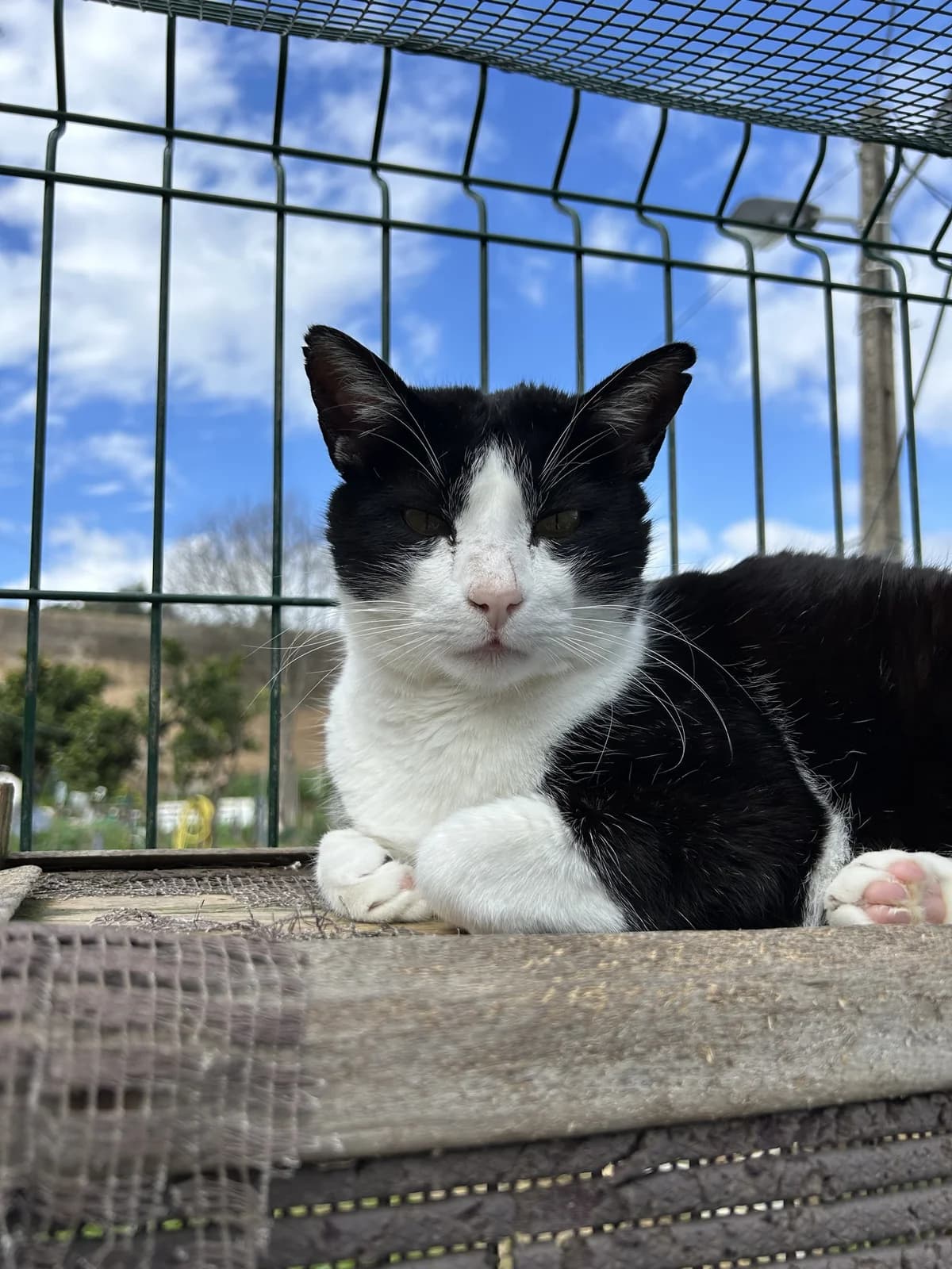 Robin, male 6yo Mixed Breed for adoption at Cadela Carlota, Cadela Carlota