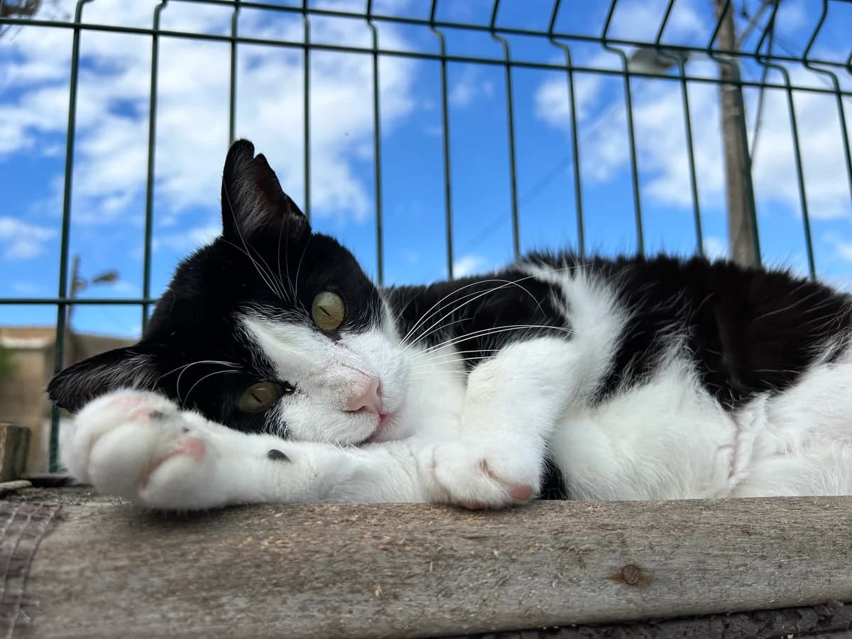 Robin, male Mixed Breed for adoption at Cadela Carlota, Cadela Carlota photo 2