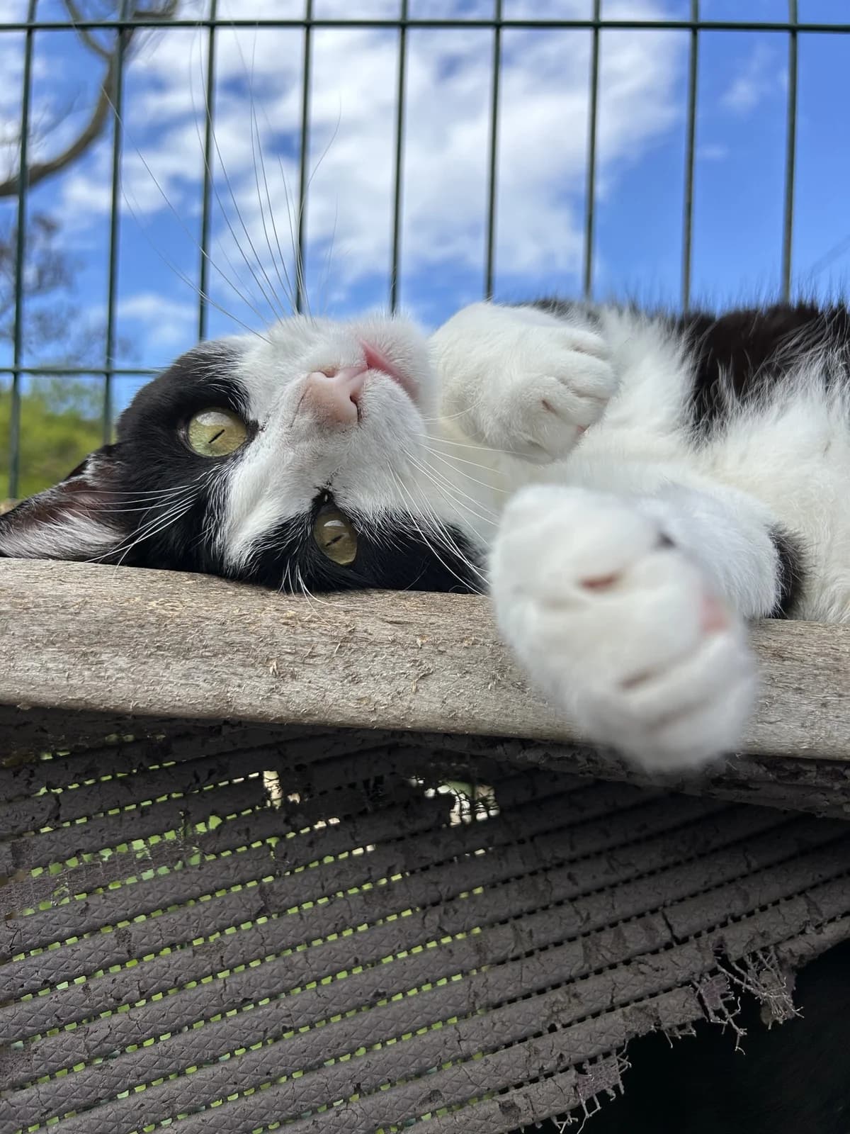 Robin, male Mixed Breed for adoption at Cadela Carlota, Cadela Carlota photo 3