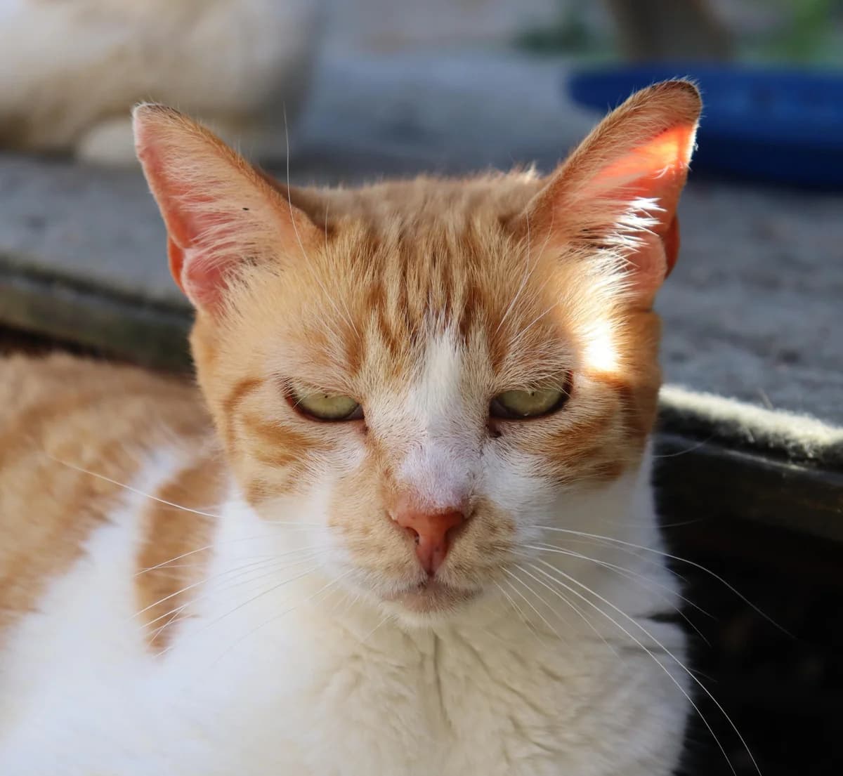 Tito, male Mixed Breed for adoption at Cadela Carlota, Cadela Carlota photo 2