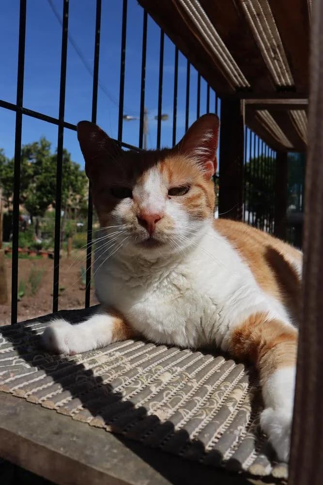 Tito, male Mixed Breed for adoption at Cadela Carlota, Cadela Carlota photo 3