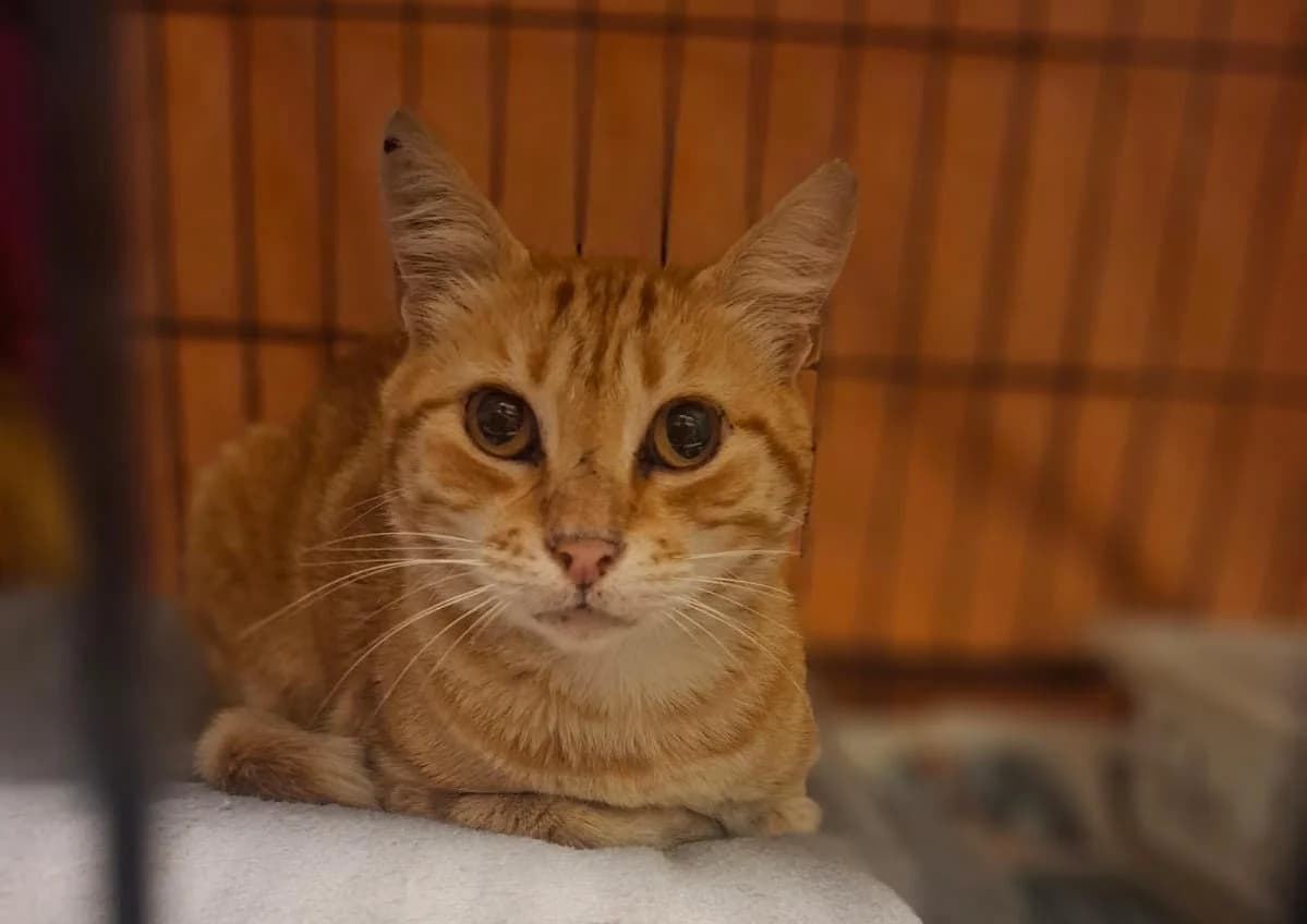 Zazu, male Mixed Breed for adoption at Cadela Carlota