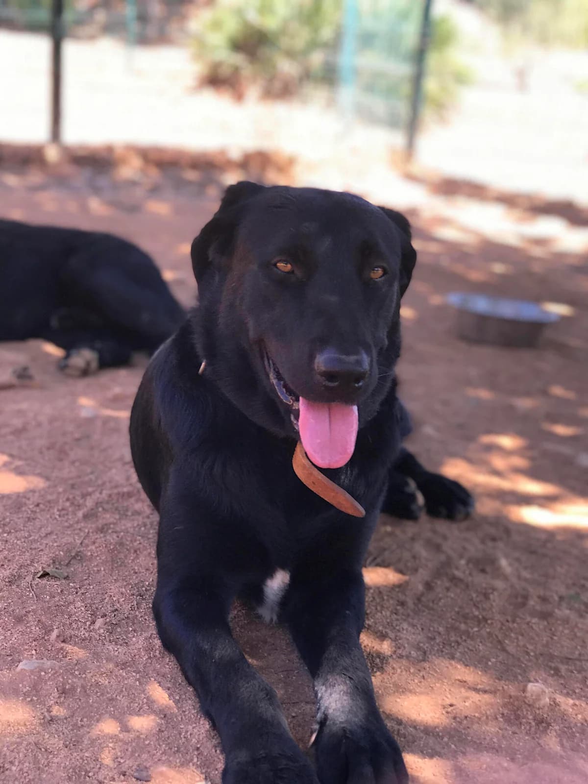 Black, male 4yo Mixed Breed for adoption at Cadela Carlota, Cadela Carlota