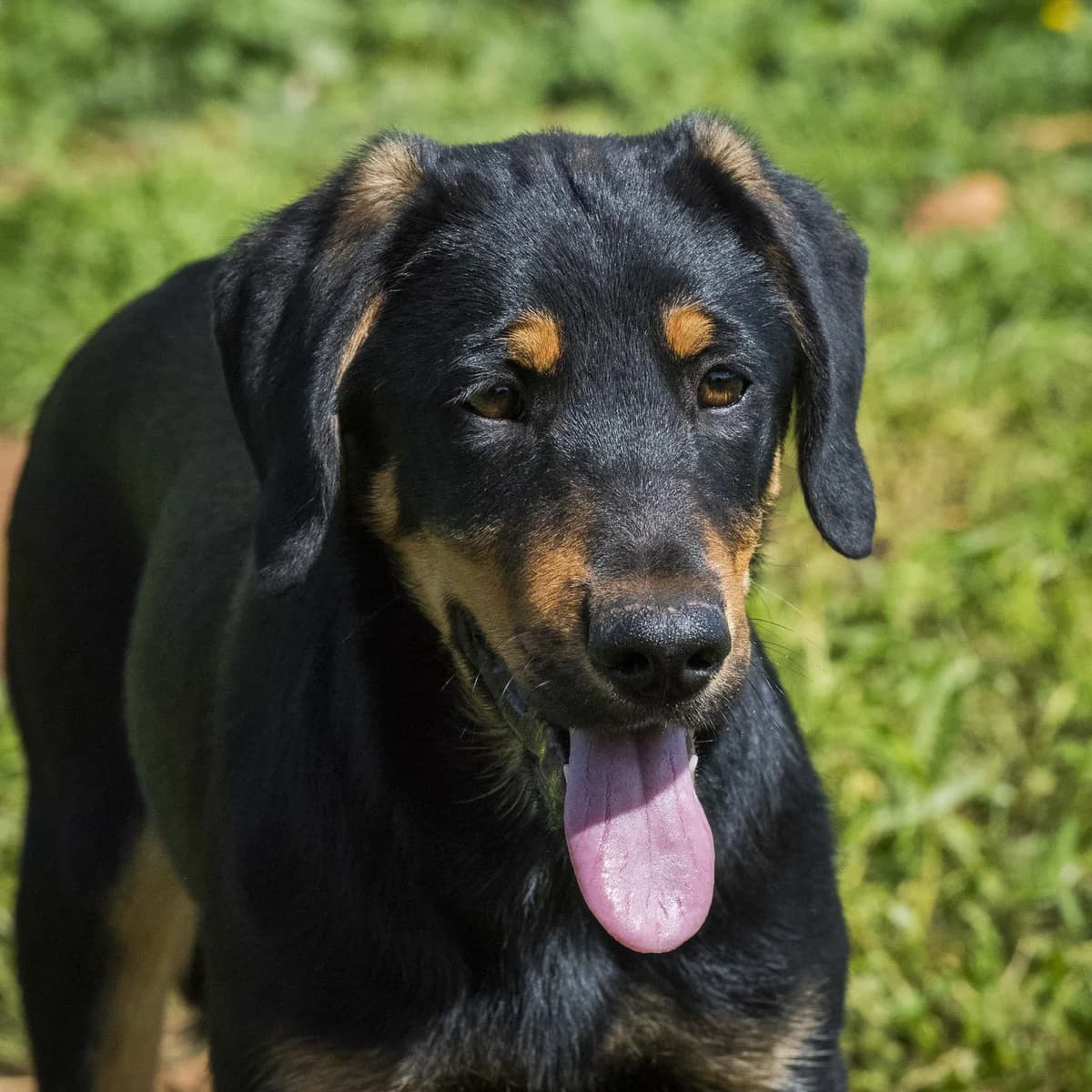 Bo, male senior Mixed Breed for adoption at Cadela Carlota, Cadela Carlota