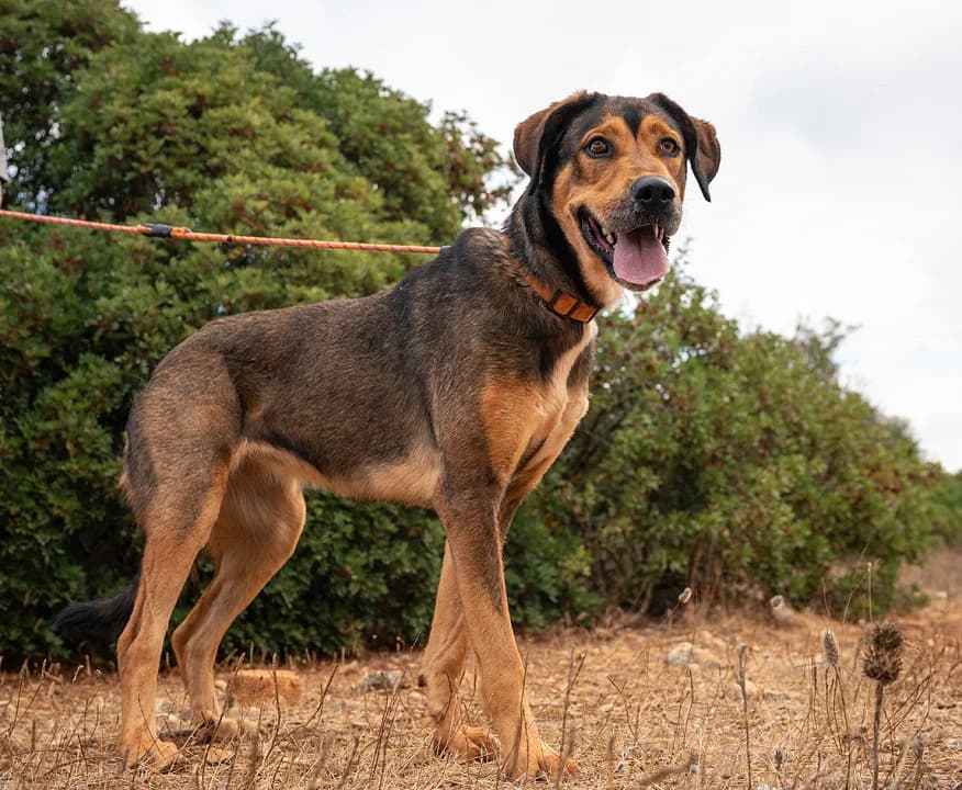 Bonita, female 3yo Mixed Breed for adoption at Cadela Carlota, Cadela Carlota