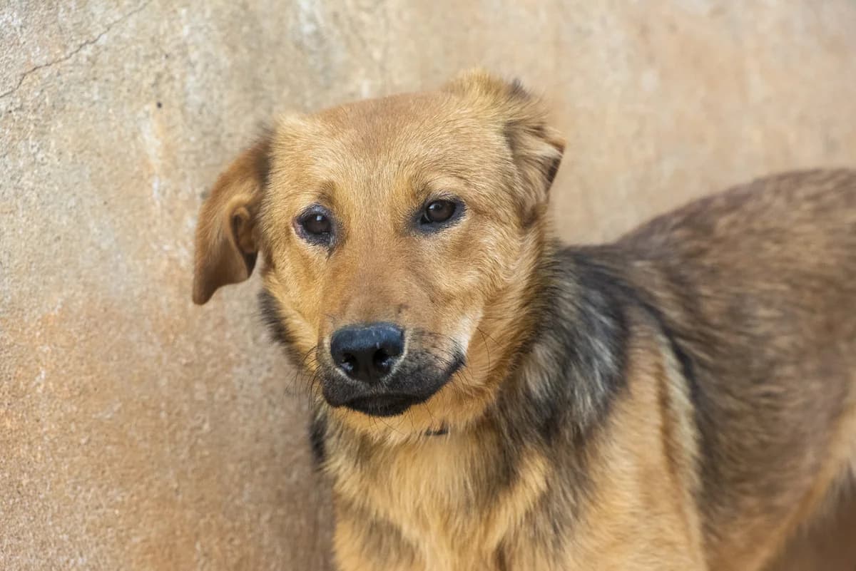 Bravo, male senior Mixed Breed for adoption at Cadela Carlota, Cadela Carlota