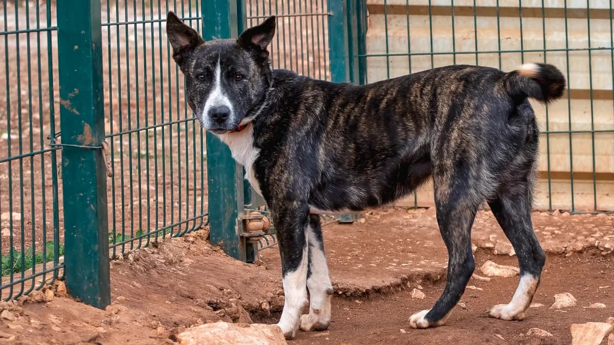 Chanel, female 5yo Mixed Breed for adoption at Cadela Carlota, Cadela Carlota