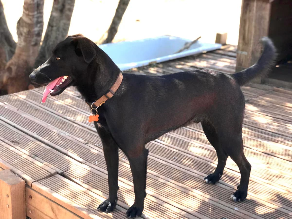 Cosmo, male young Mixed Breed for adoption at Cadela Carlota, Cadela Carlota